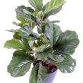 Lyrata Artificiel Buisson