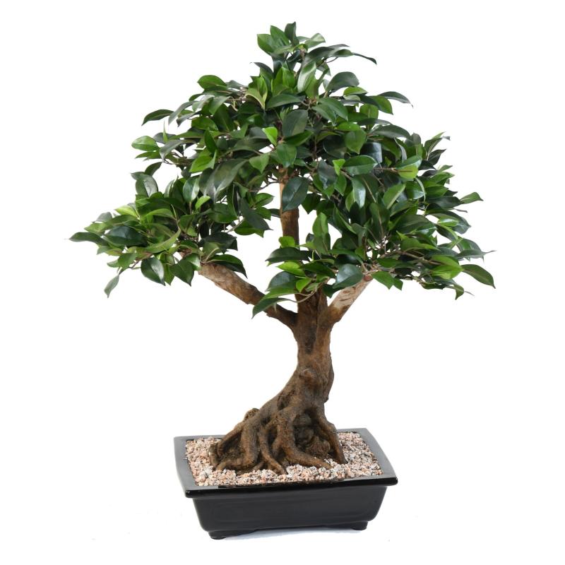 Bonsai Artificiel Ficus en Coupe