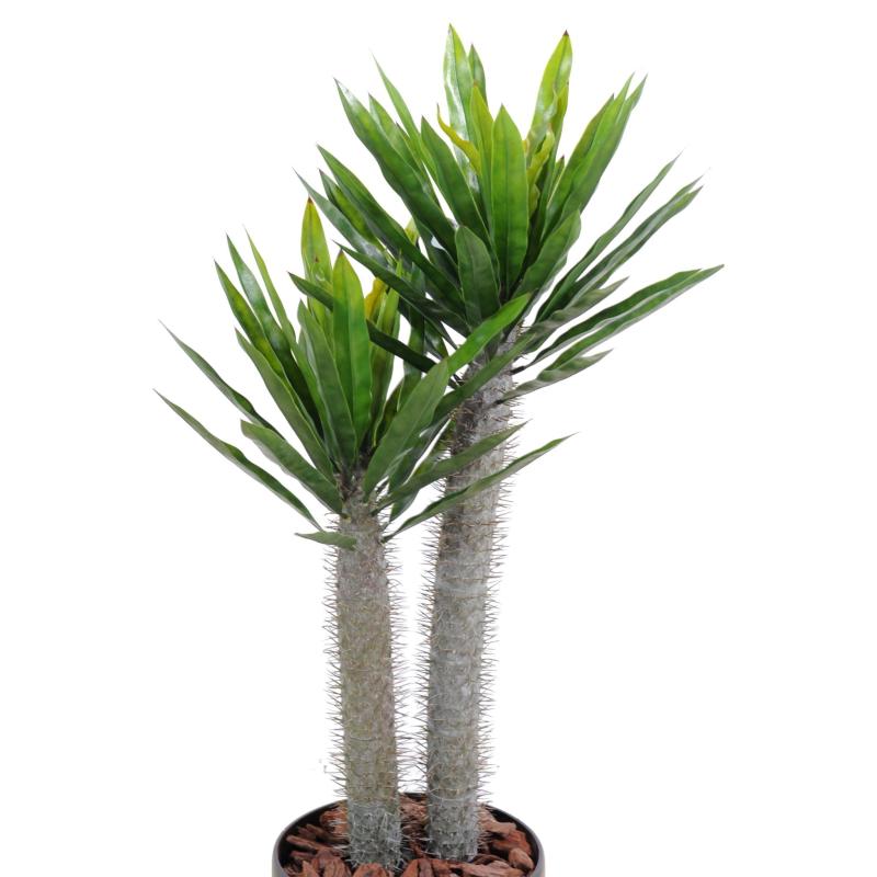 Pachypodium Arificiel PLAST