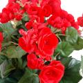 Begonia Artificiel