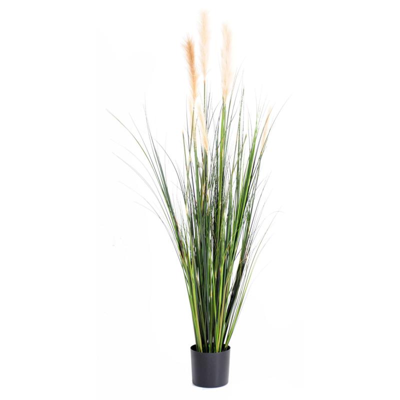 Carex Artificiel GF