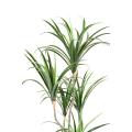 Dracaena Artificiel Marginata 125