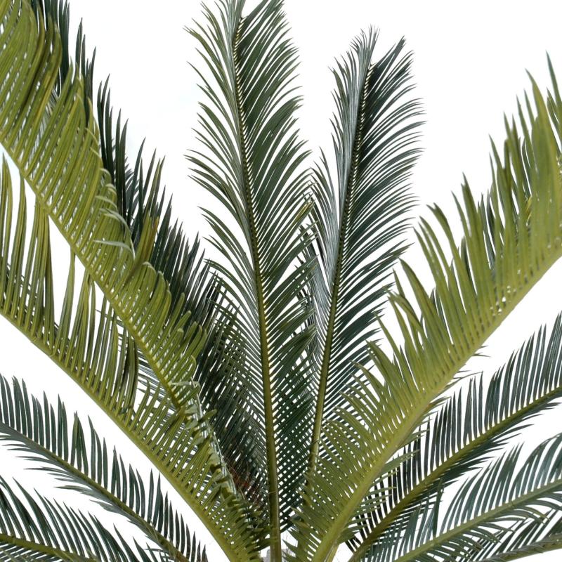 Cycas Géant 15 Palmes