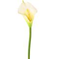 Arum (arome) Artificiel