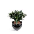 Dracena Artificiel Fragans