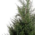 Cypres Juniperus Vert