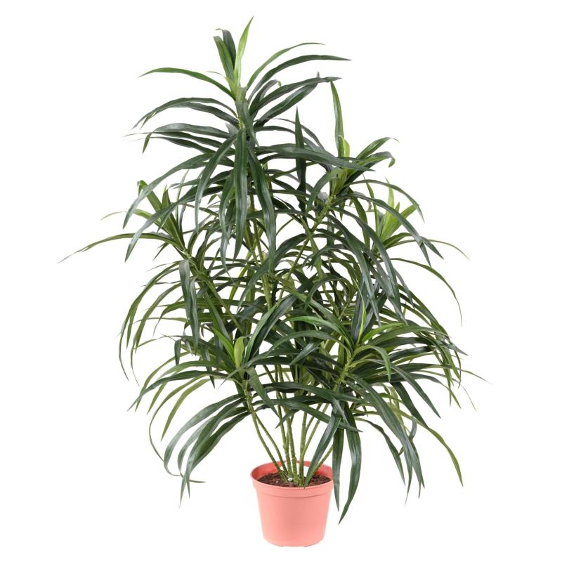 Dracena Artificiel Anita (draceana)