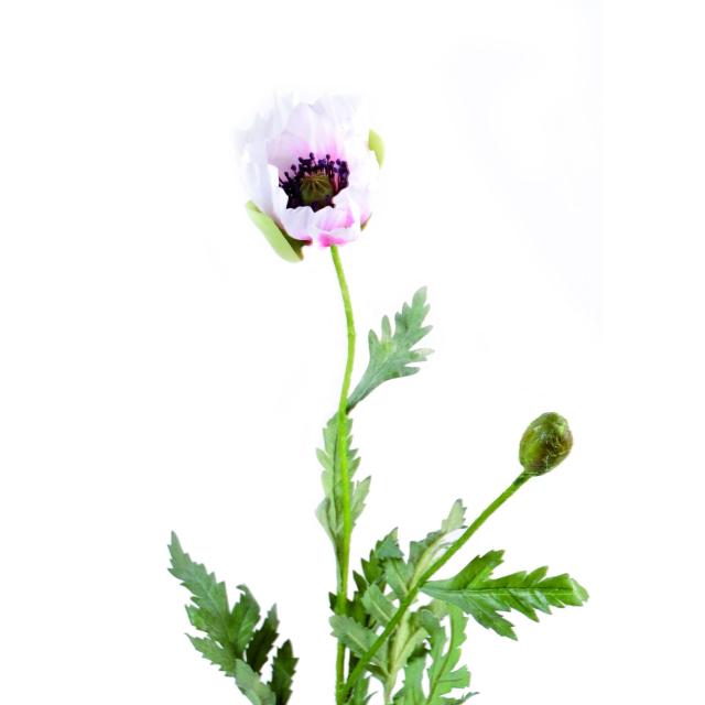 Pavot Artificiel