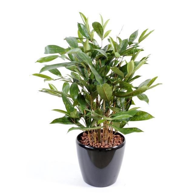 Dracena Artificiel Surculosa Pot