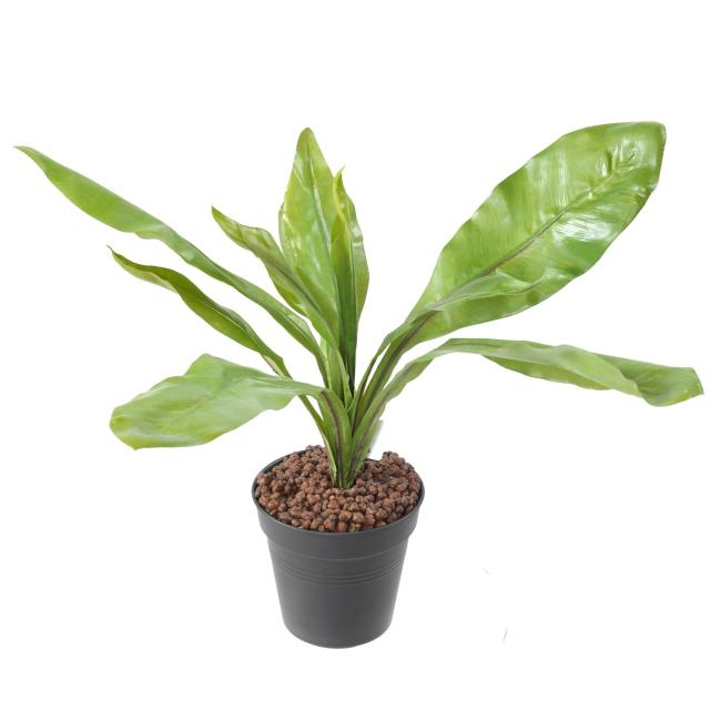 Asplenium Artificiel