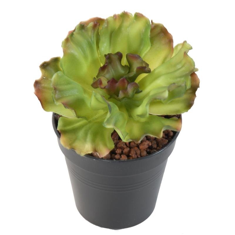 Aloe Artificielle Soft