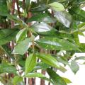 Dracena Artificiel Surculosa