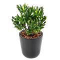 Succulente Artificielle Corail