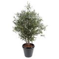 Olivier Artificiel NEW Buisson