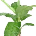 Bananier Artificiel Royal