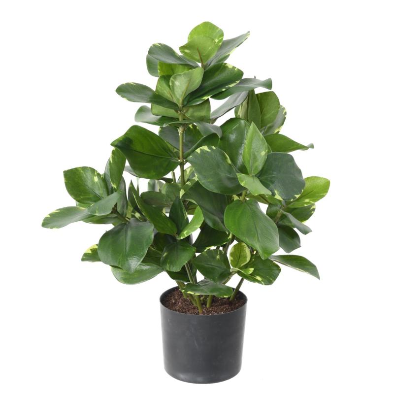 Clusia Artificiel 45