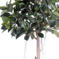 Rubber Plant Artificiel TREE S