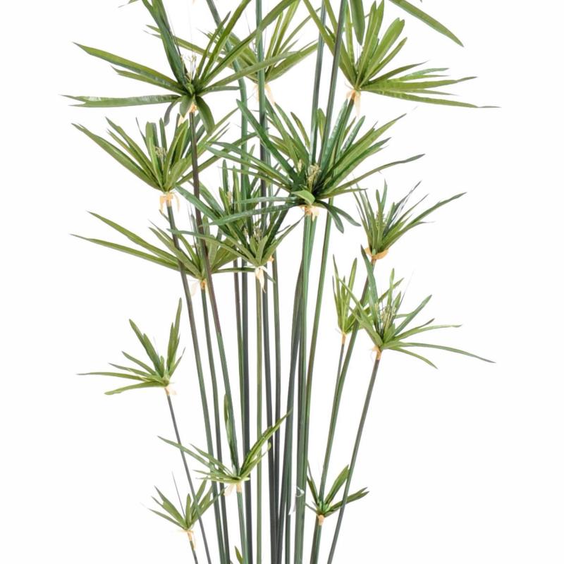 Papyrus Artificiel Alternifolius