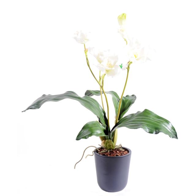 Lycaste Artificiel Orchidée