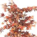 Aralia Artificiel NEW (erable)