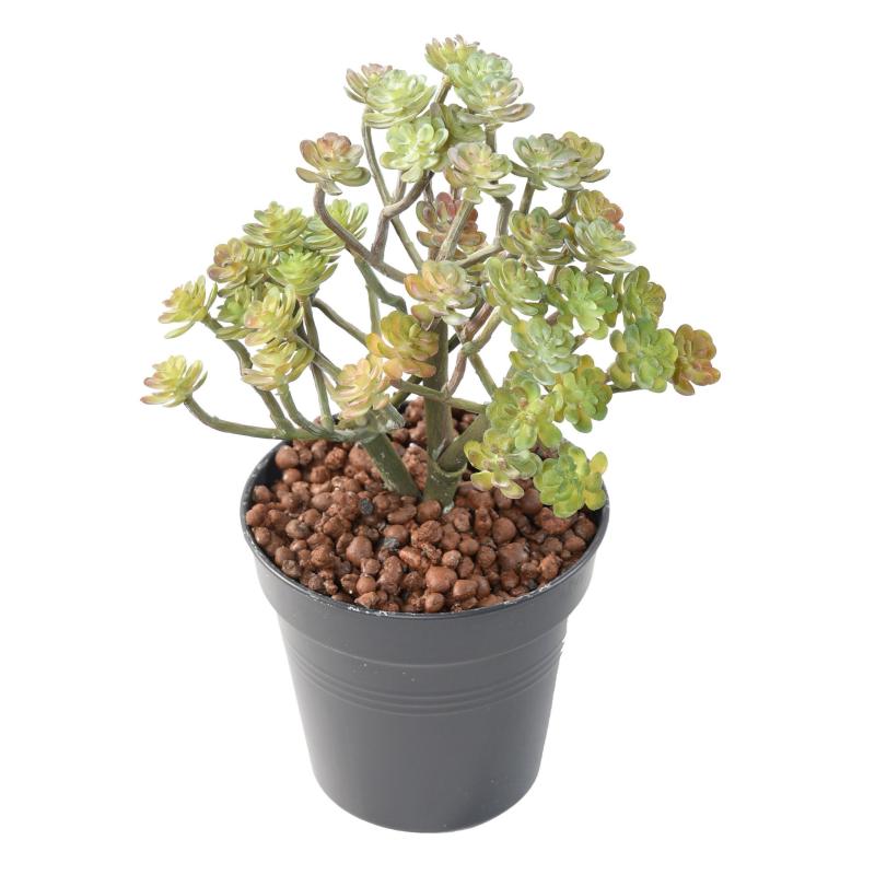 Succulente Artificielle Mini20