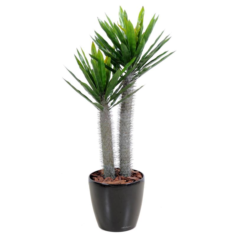 Pachypodium Arificiel PLAST