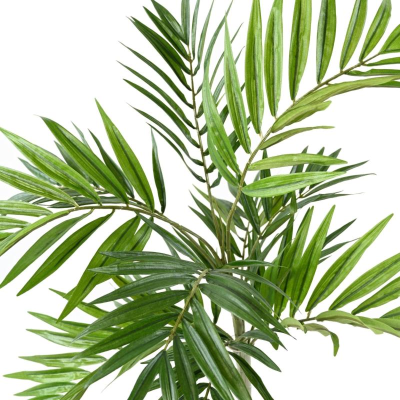 Chamaeodorea Artificiel