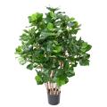 Clusia Buisson