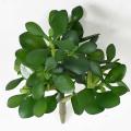 Crassula Artificiel Jade Plant