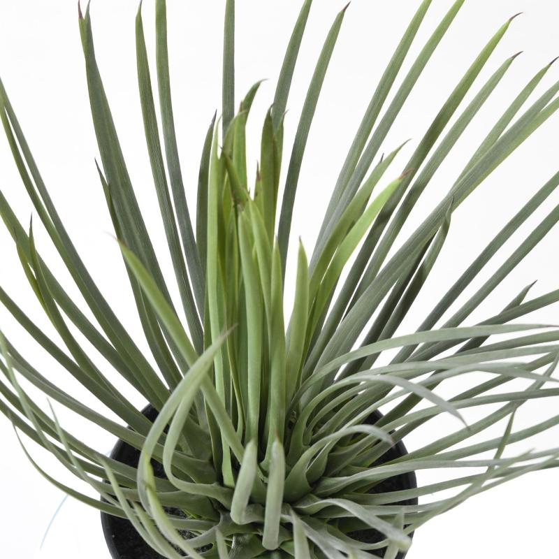 Yucca Artificiel Rostrata 40