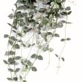 Ceropegia Artificiel Chaine Des Coeurs