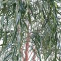 Saule Artificiel