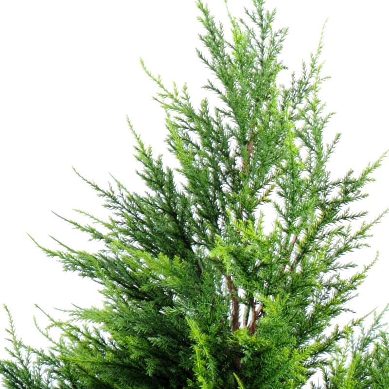 Cyprès Artificiel Junipérus