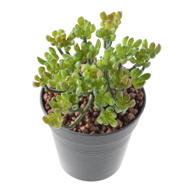 Succulente Artificielle 13