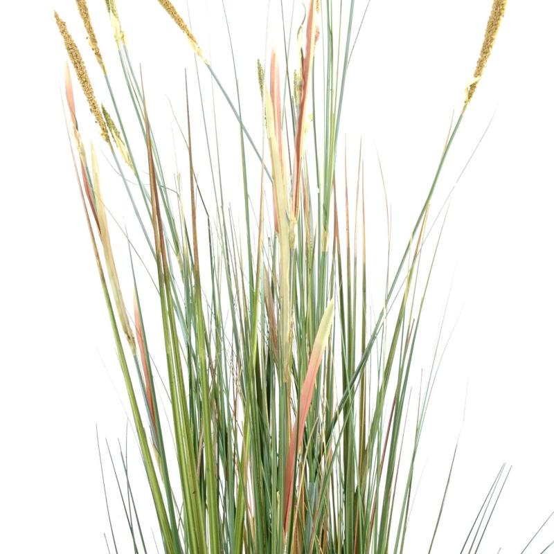Zanichellie Des Marais Artificielle