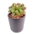 Succulent Artificiel Diam15