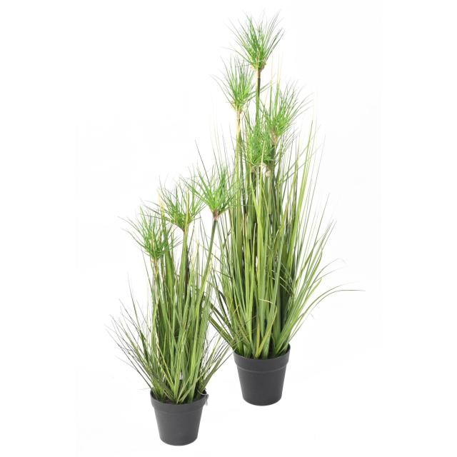 Chrysopogon Artificiel Grass