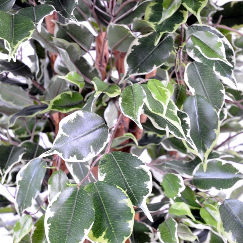 Ficus Artificiel Exotica