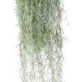Tillandsia Artificielle Mousse Espagnole