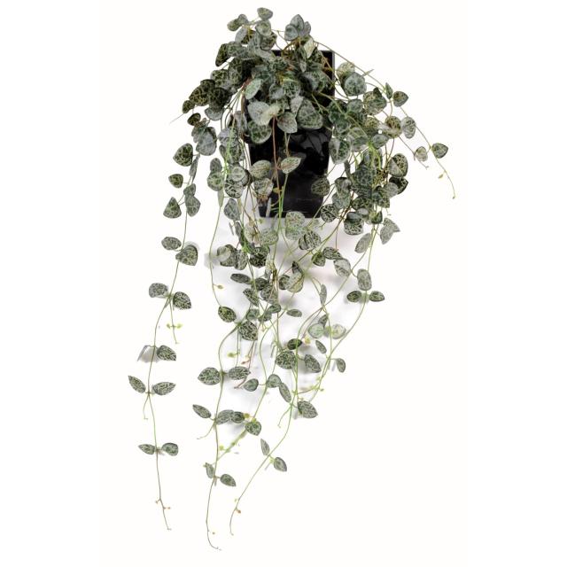 Ceropegia Artificiel Chaine Des Coeurs