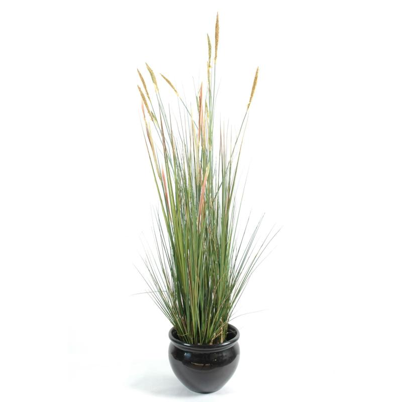Zanichellie Des Marais Artificielle