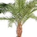 Phoenix Artificiel Canariensis