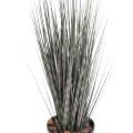 Miscanthus Artificiel Zebrina
