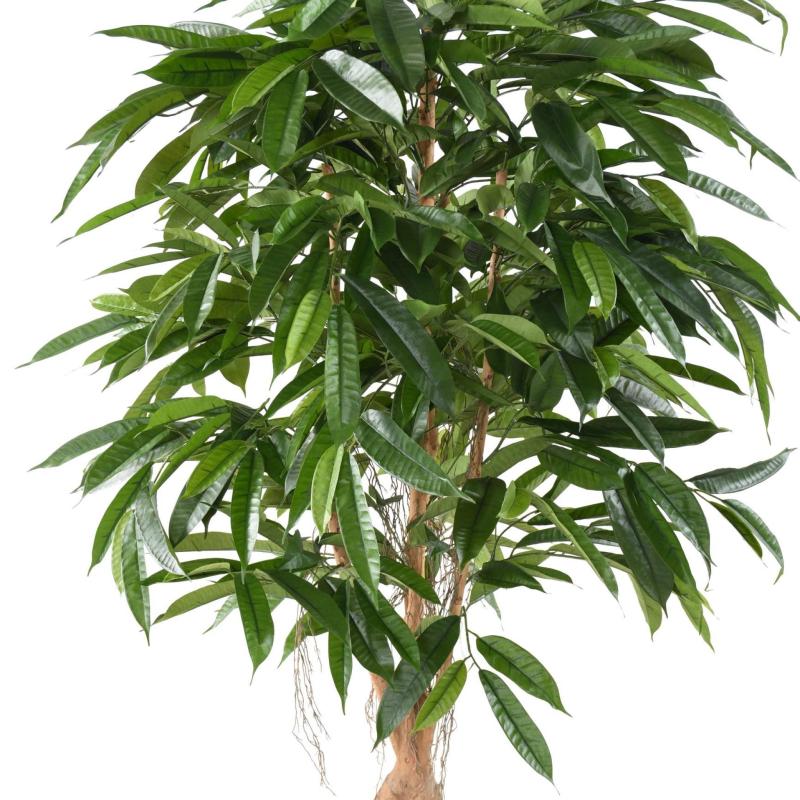 Ficus Artificiel Root Longifolia