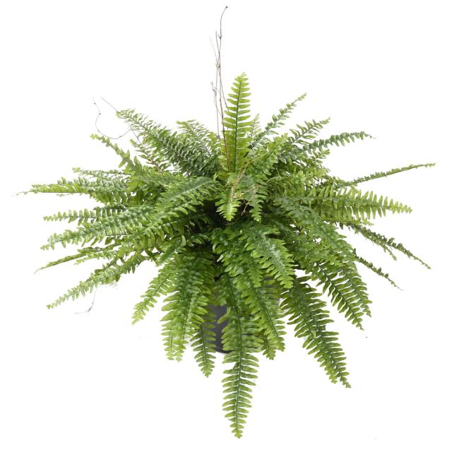 Fougere Artificielle Boston Geant en Pot