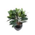 Cyathistipula Artificiel en Pot
